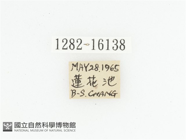 臺灣瘦花金龜藏品圖，第2張