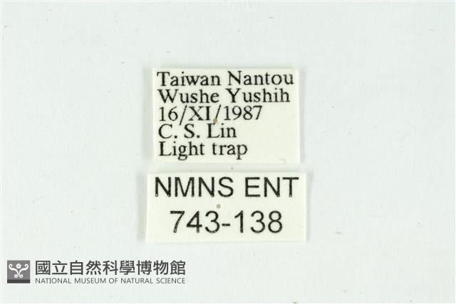 白斑散紋夜蛾藏品圖，第3張