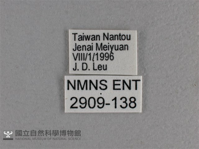 玉帶弄蝶藏品圖，第3張