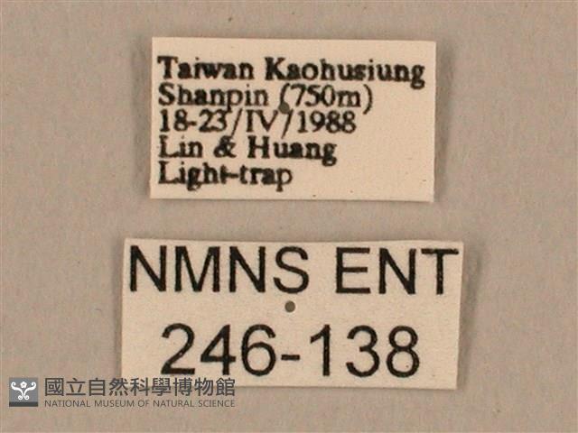 背線天蛾藏品圖，第3張