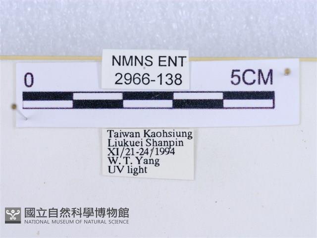 閃光苔蛾藏品圖，第3張