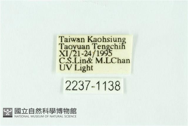 三條橙燈蛾藏品圖，第3張