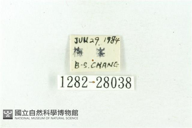 赭新污燈蛾藏品圖，第3張