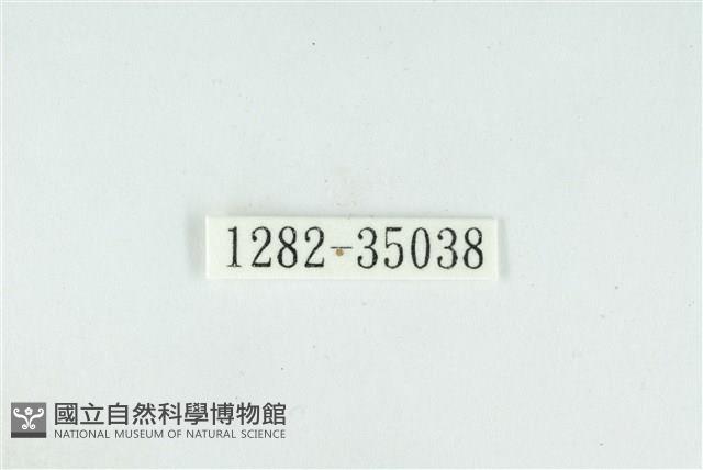 拉拉山鑽灰蝶藏品圖，第3張