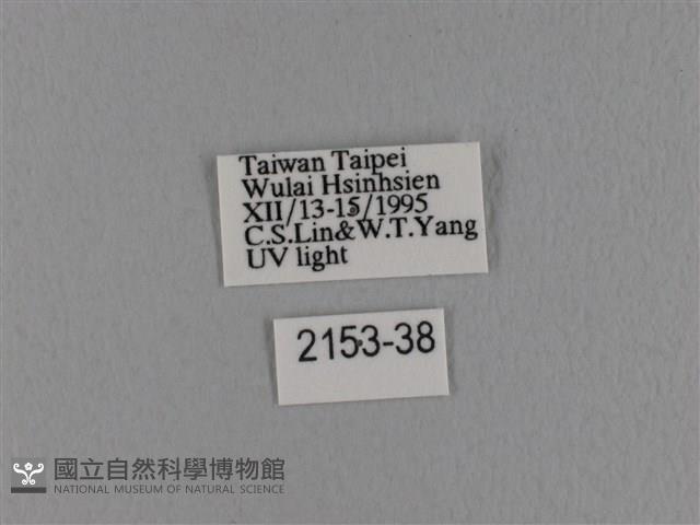 波紋枯葉蛾藏品圖，第3張