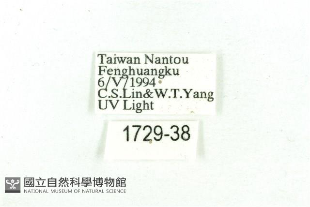 乳白斑燈蛾藏品圖，第3張