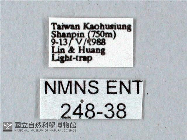 鬼臉天蛾藏品圖，第3張