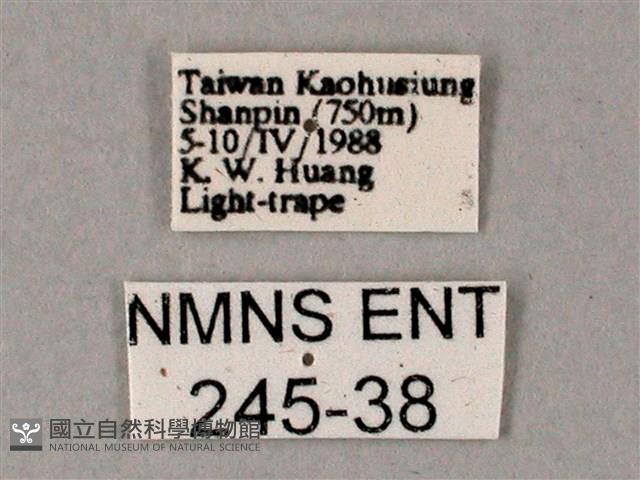 齒翅三線天蛾藏品圖，第3張