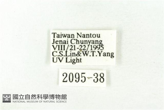 樹形尺蛾藏品圖，第3張