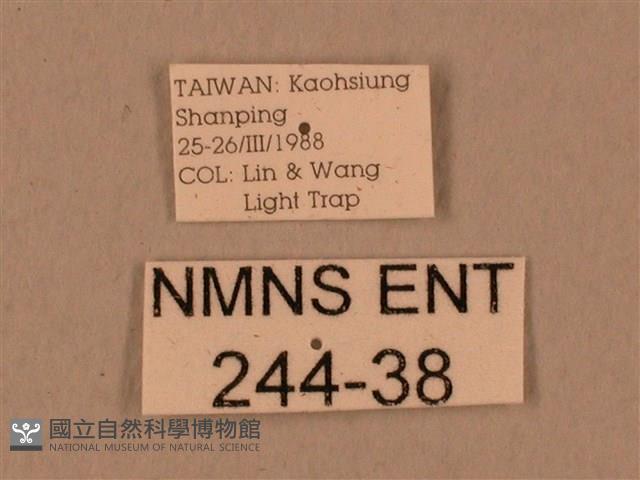 臺灣鷹翅天蛾藏品圖，第3張