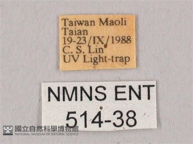 栗六點天蛾藏品圖，第3張