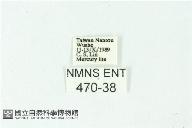 三條橙燈蛾藏品圖，第3張