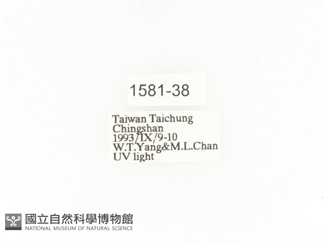 小扇角金龜藏品圖，第2張