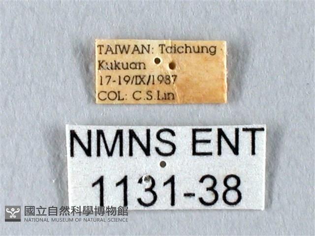 臺灣長尾水青蛾藏品圖，第3張