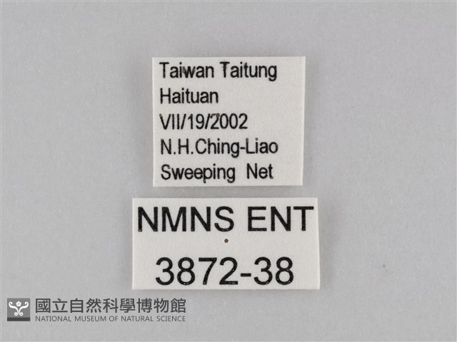 密紋波眼蝶藏品圖，第3張