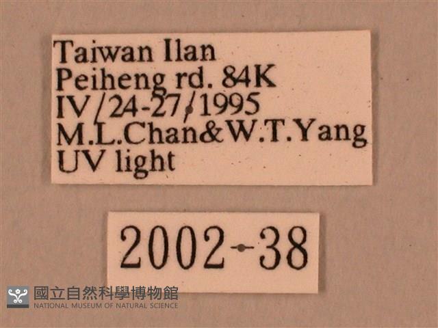 棕綠背線天蛾藏品圖，第3張