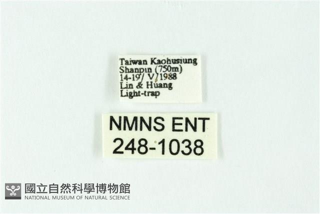 三色豔苔蛾藏品圖，第3張