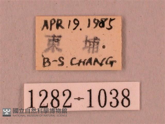 椴六點天蛾藏品圖，第3張