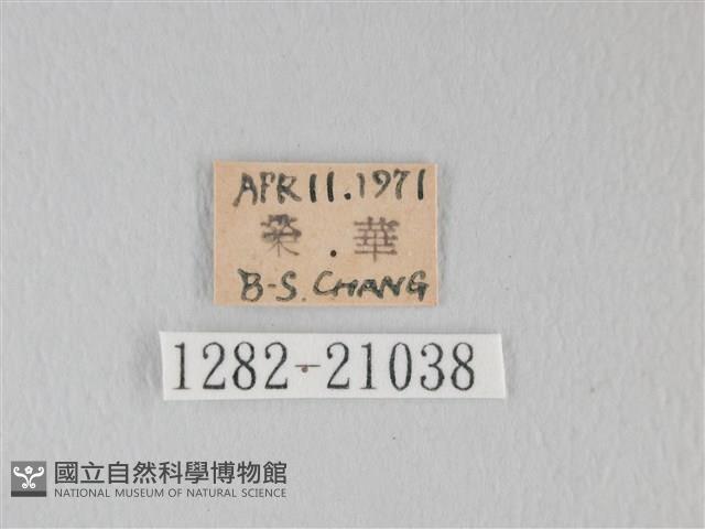 靛色琉灰蝶藏品圖，第3張