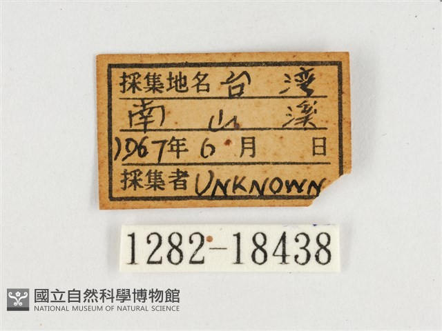 窄帶翠蛺蝶藏品圖，第3張