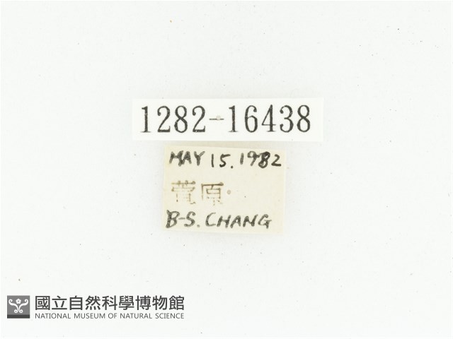 黑斑陷紋金龜藏品圖，第2張