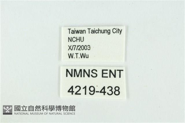 迷你藍灰蝶藏品圖，第3張