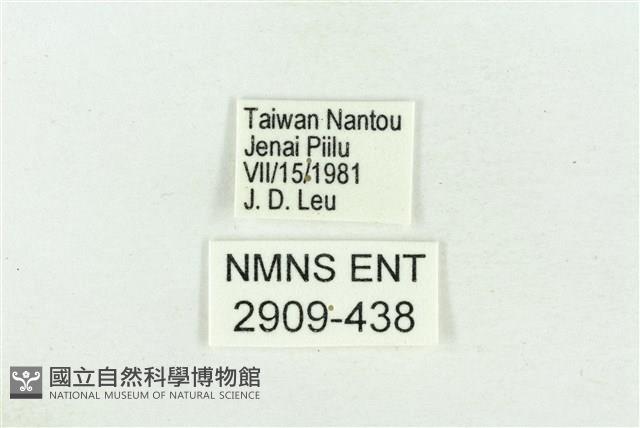 珠灰蝶藏品圖，第3張