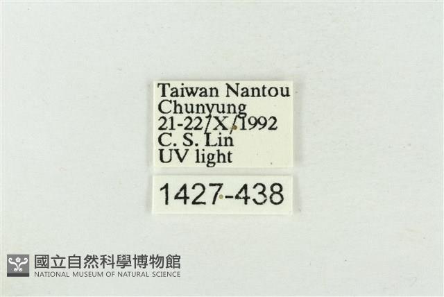 素木氏美波紋蛾藏品圖，第3張