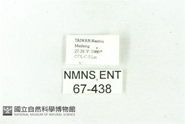 赭新污燈蛾藏品圖，第3張