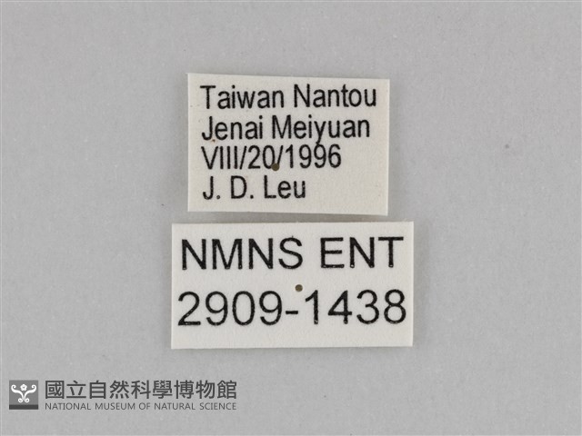 切翅眉眼蝶藏品圖，第3張