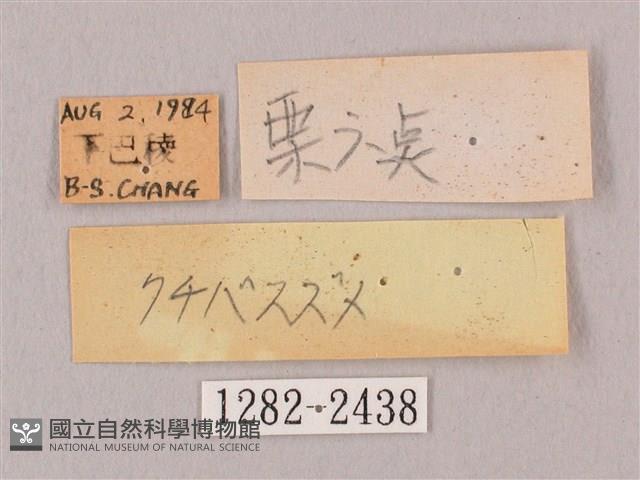 栗六點天蛾藏品圖，第3張