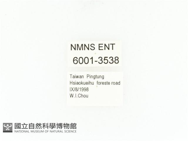 小扇角金龜藏品圖，第2張