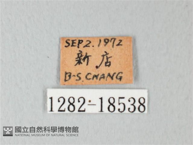 淡青雅波灰蝶藏品圖，第3張