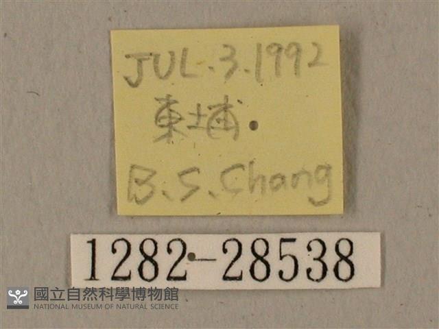 全緣缺角天蛾藏品圖，第3張