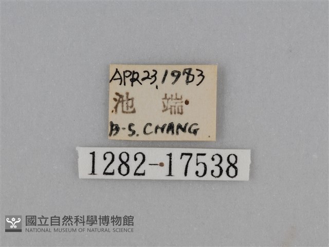圓翅鉤粉蝶藏品圖，第3張