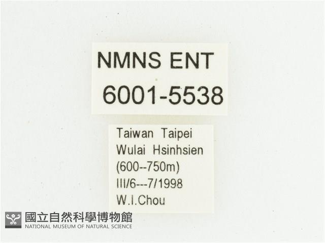 灰斑擬黑花金龜藏品圖，第2張