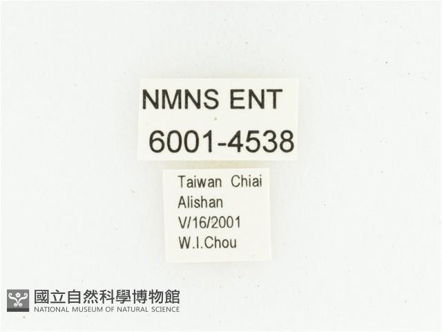 巴蘭陷紋金龜藏品圖，第2張