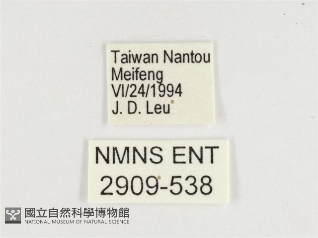窄帶翠蛺蝶藏品圖，第3張