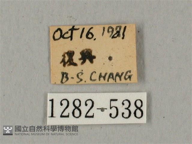 鬼臉天蛾藏品圖，第3張