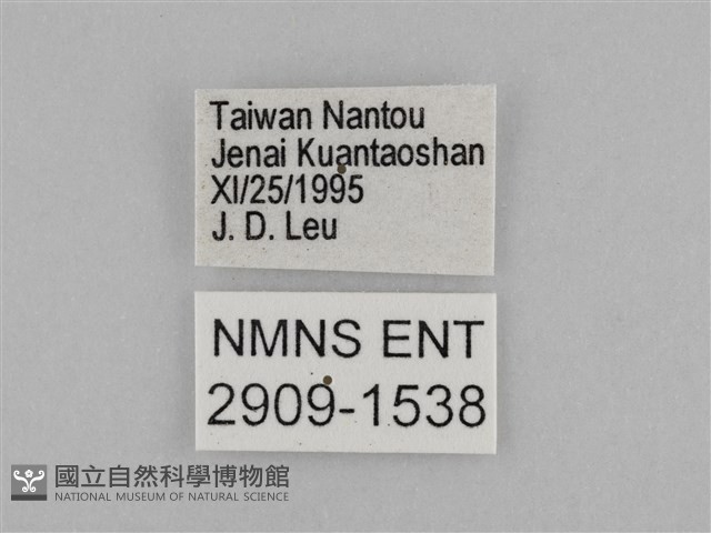 切翅眉眼蝶藏品圖，第3張