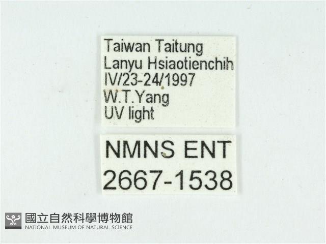 叉紋閃舞蛾藏品圖，第3張