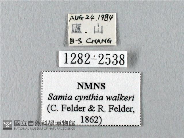 眉紋天蠶蛾藏品圖，第3張