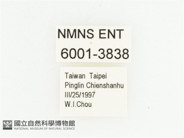 灰斑擬黑花金龜藏品圖，第2張