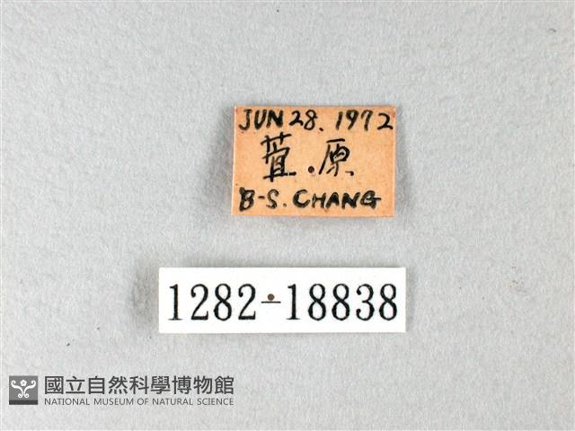 白弄蝶藏品圖，第3張