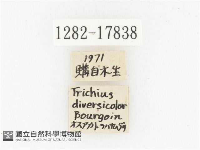 血紅虎斑花金龜藏品圖，第2張