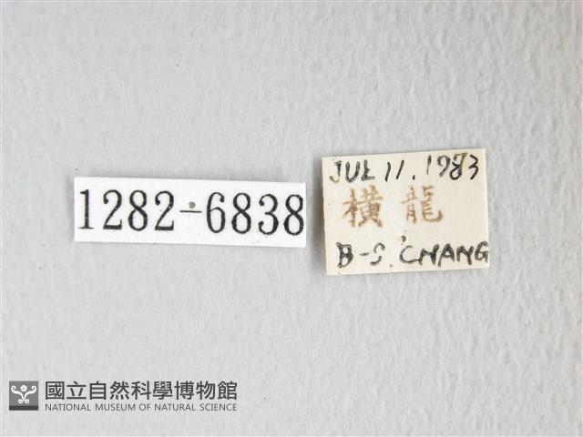 圓翅大鉤蛾藏品圖，第3張