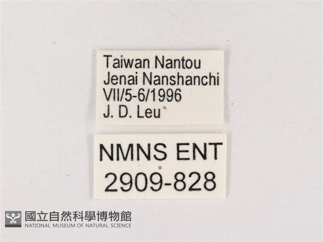 嫵琉灰蝶藏品圖，第3張