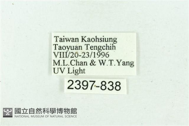 臺雪苔蛾藏品圖，第3張