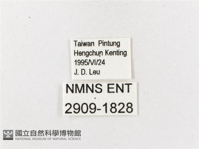 白帶波眼蝶藏品圖，第3張