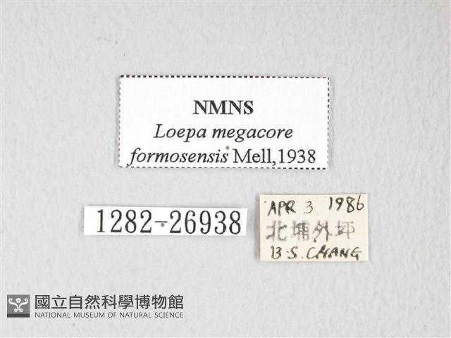 黃豹天蠶蛾藏品圖，第3張